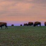 charleslarry-spring-bison