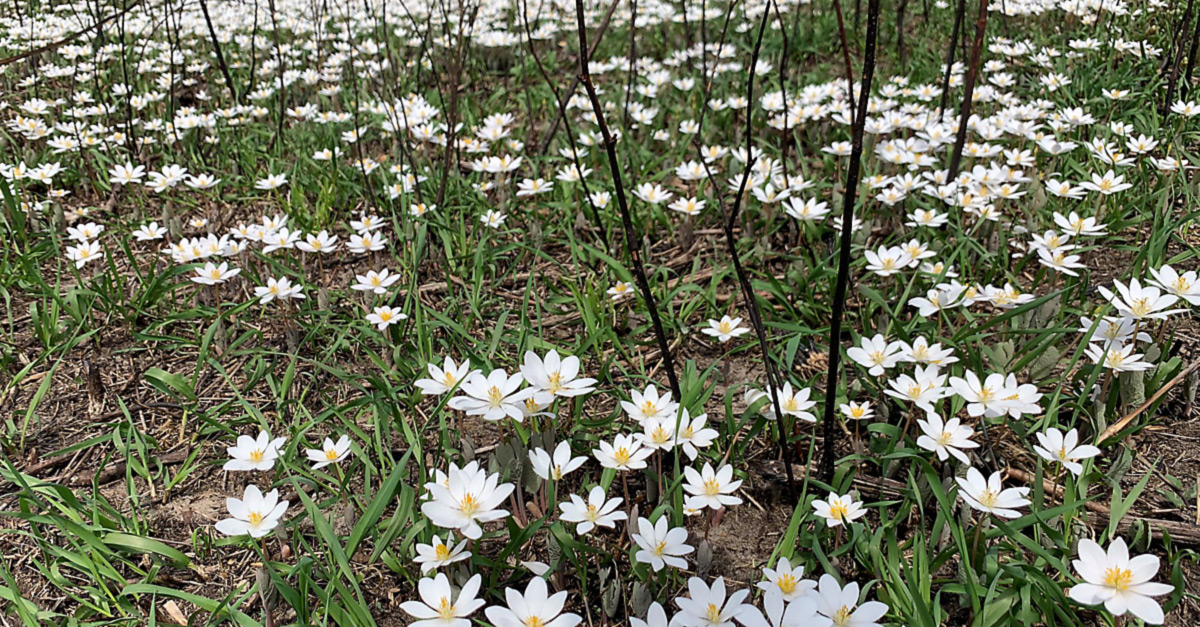 Byron preserve flowers after burn