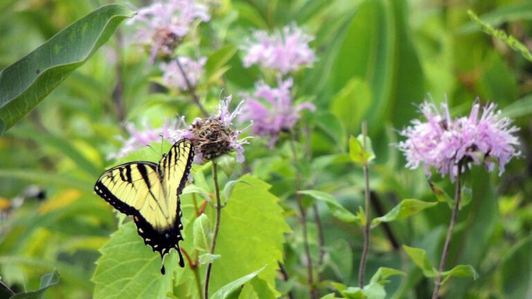 Elkhorn Creek Biodiversity Preserve