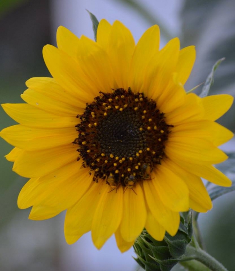 Brill's Penrose Flowers - Visit Nw Illinois