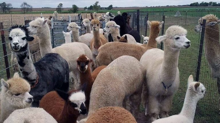 Deitricks’ Alpaca Ranch