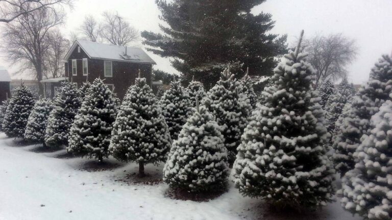 Baileyville Christmas Trees