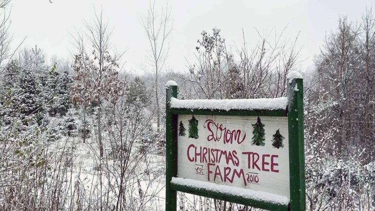 Strom Christmas Tree Farm