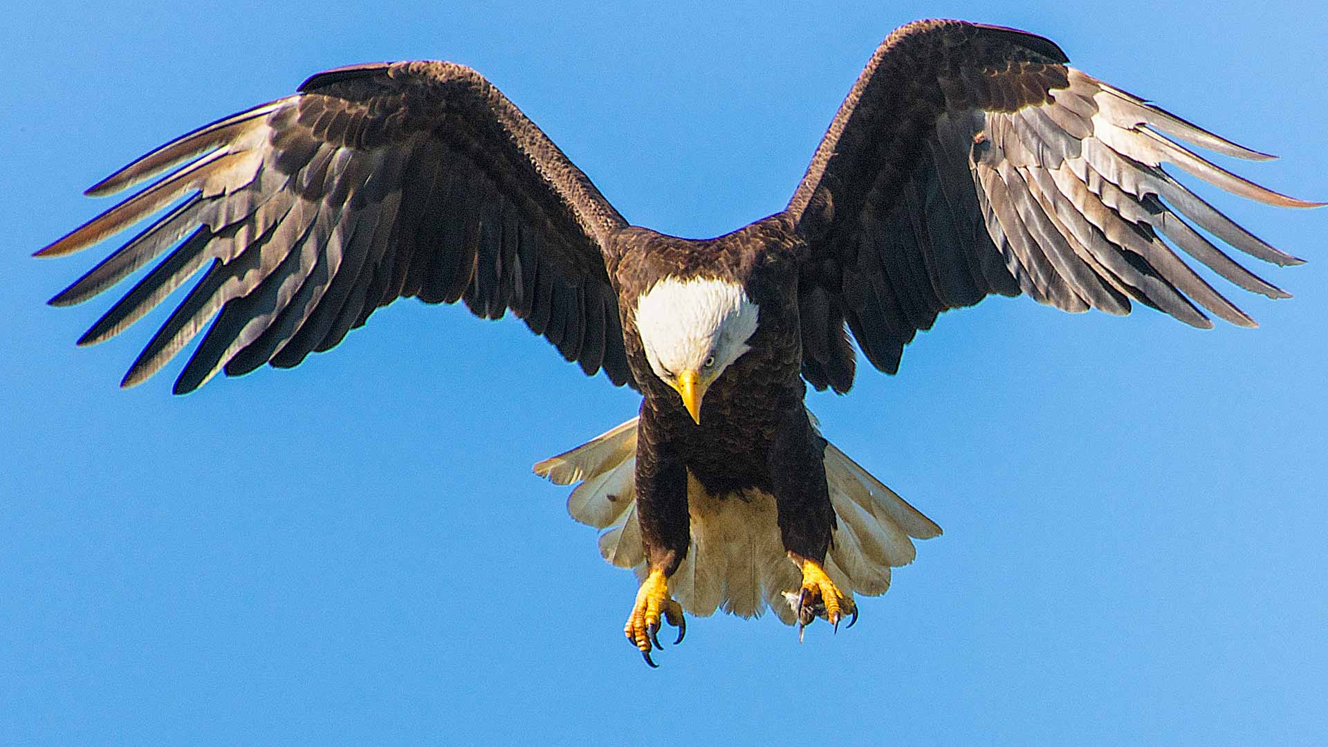 RF birding bald eagle