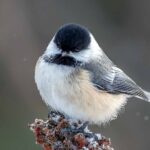 RF-birding-chickadee