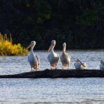 RF-birding-pelicans