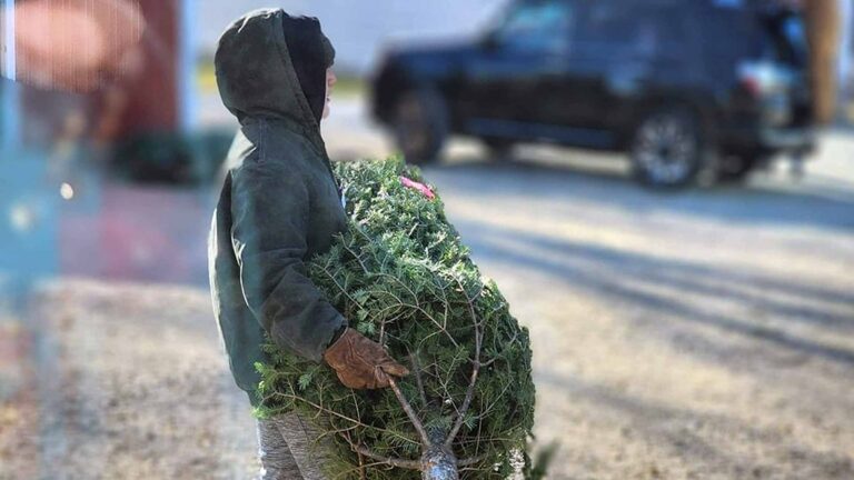 Timber Lane Christmas Tree Farm